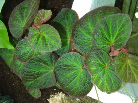 B. ‘Kiwi ’